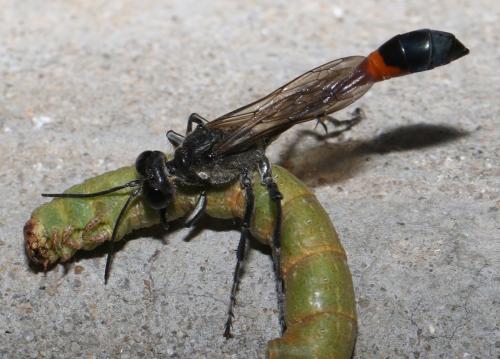 Ammophila sabulosa