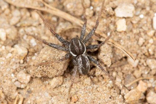 Réf. 272 573 : Thanatus sp.