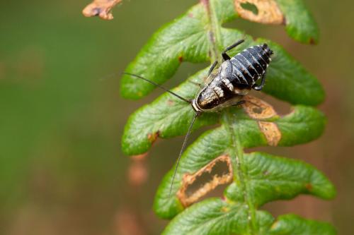 Réf. 272 576 : Capraiellus panzeri