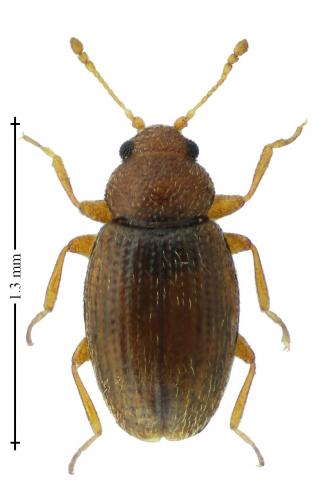 Réf. 272 124 : Corticarina curta