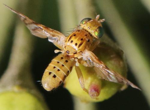 Réf. 272 952 : Chaetorellia sp.