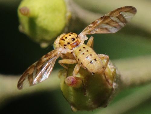 Réf. 272 942 : Chaetorellia sp.