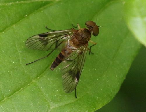 Chrysopilus sp.