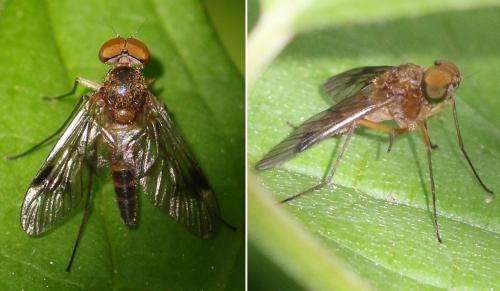 Chrysopilus sp.