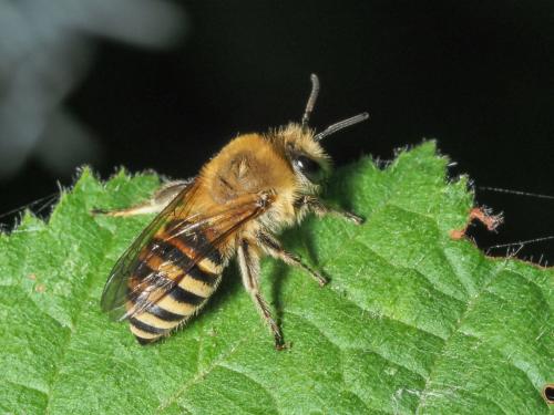 Colletes sp.