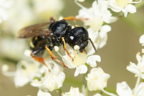 Crabro alpinus