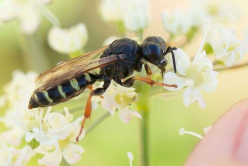 Crabro alpinus