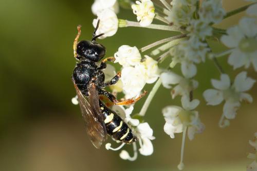 Réf. 272 931 : Crabro alpinus