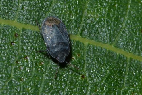 Ochetostethus sp.