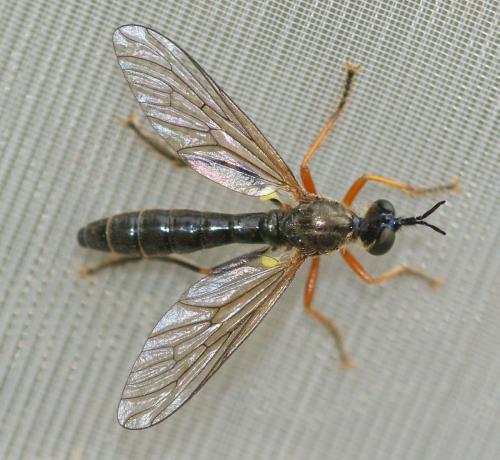 Dioctria rufipes