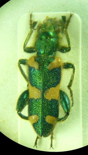 Réf. 272 578 : Trichodes affinis