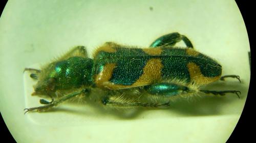 Réf. 272 579 : Trichodes affinis