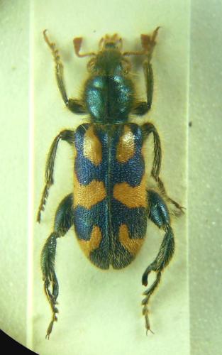 Trichodes ammios