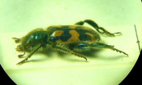Trichodes ammios