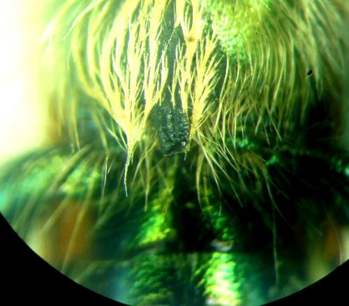 Réf. 272 589 : Trichodes affinis
