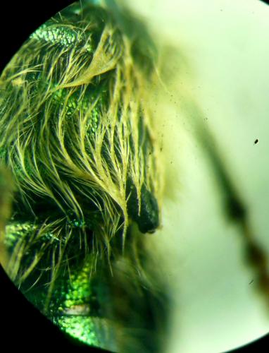 Réf. 272 590 : Trichodes affinis