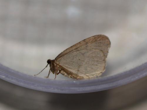 Operophtera brumata
