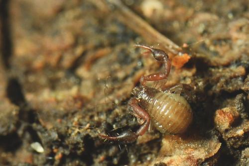 Réf. 272 976 : Geogarypus sp.