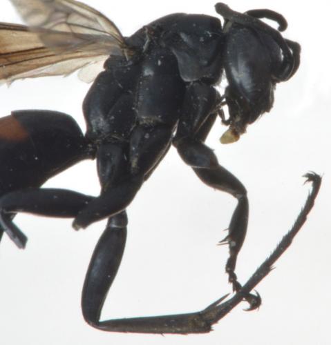 Entomobora crassitarsis