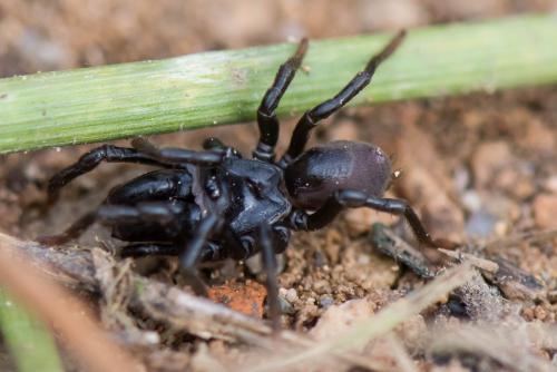Atypus sp.
