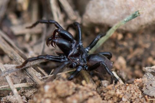 Réf. 272 977 : Atypus sp.