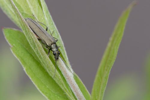 Réf. 272 848 : Oedemera virescens