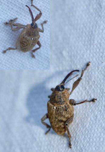 Réf. 272 684 : Curculio nucum