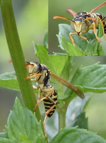 Réf. 272 569 : Polistes nimpha