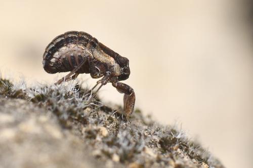 Réf. 272 382 : Caliscelis bonellii