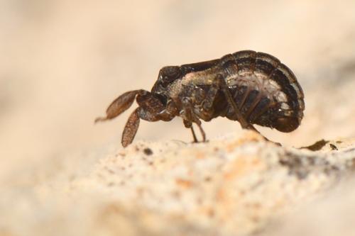 Réf. 272 383 : Caliscelis bonellii