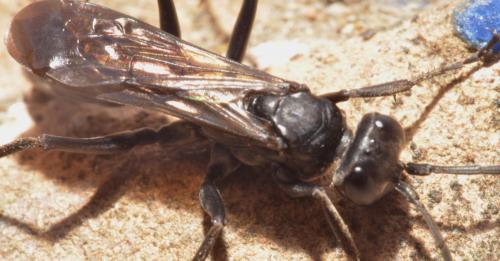 Cryptocheilus notatus