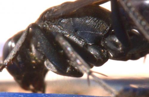 Cryptocheilus notatus