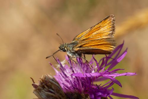 Réf. 272 609 : Thymelicus sylvestris