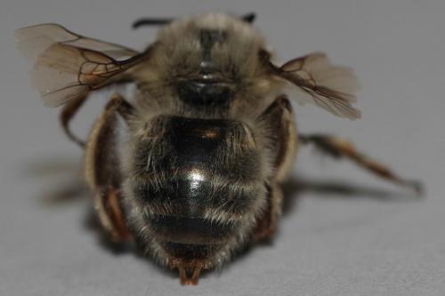 Anthophora plumipes