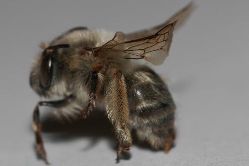 Anthophora plumipes