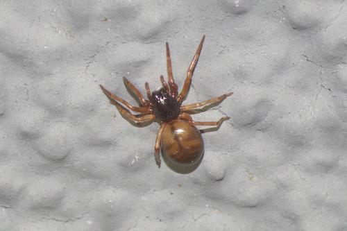 Paratrachelas maculatus