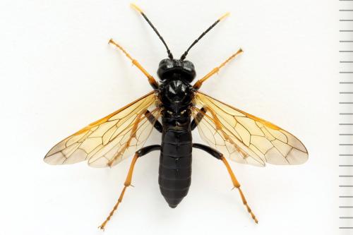 Réf. 272 440 : Tenthredo crassa