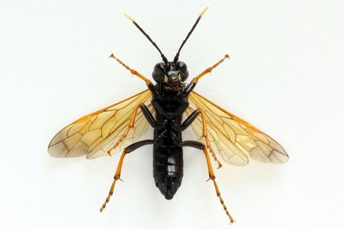 Réf. 272 441 : Tenthredo crassa