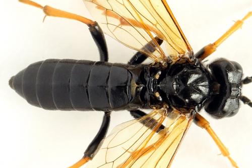 Réf. 272 442 : Tenthredo crassa