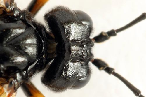 Réf. 272 444 : Tenthredo crassa