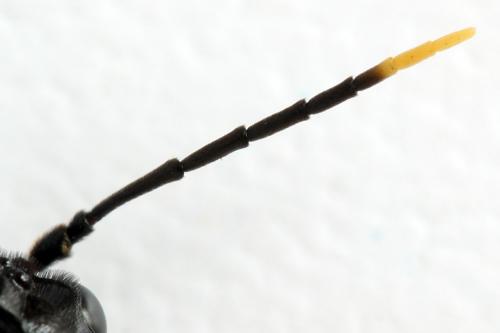 Réf. 272 445 : Tenthredo crassa