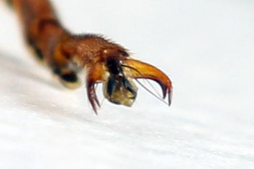 Réf. 272 446 : Tenthredo crassa