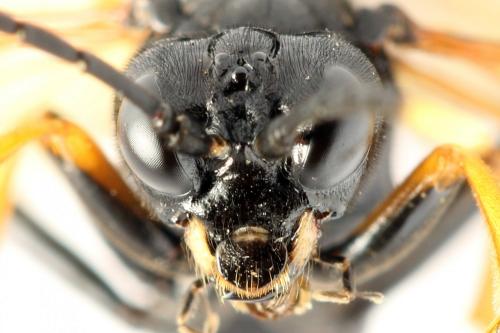 Réf. 272 447 : Tenthredo crassa