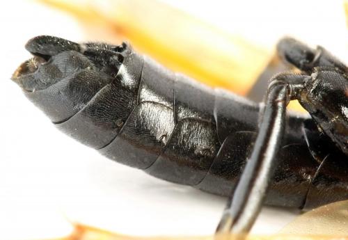Réf. 272 450 : Tenthredo crassa