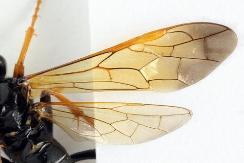 Réf. 272 453 : Tenthredo crassa