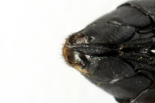 Réf. 272 455 : Tenthredo crassa