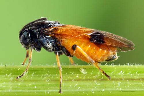 Arge cyanocrocea