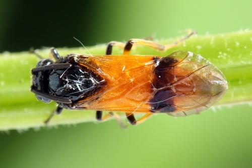 Arge cyanocrocea