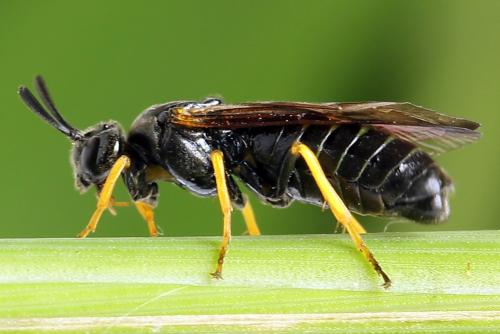Réf. 272 229 : Arge rustica