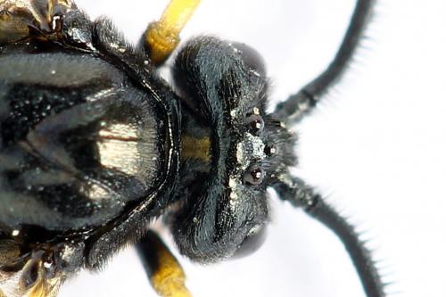 Réf. 272 226 : Arge rustica